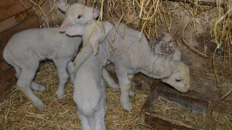Különleges merinói hármas iker bárányok születtek a Hortobágyon