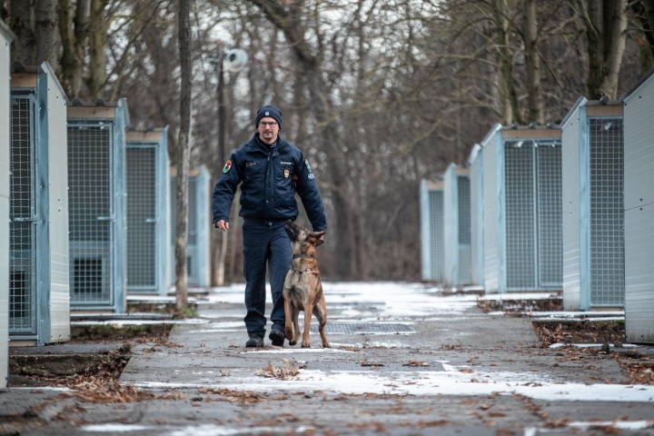 Illegális kutyaviadalok: magyar rendőrök adnak otthont a bántalmazott állatoknak