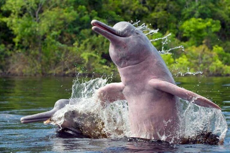 Kihalhatnak az Amazonasban honos édesvízi delfinek