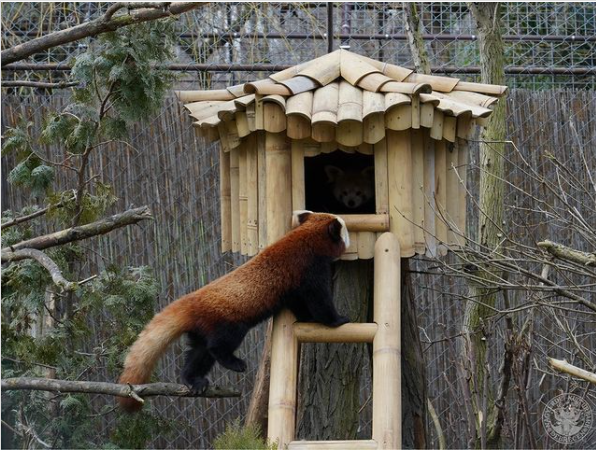 A Himalájához költözik a debreceni állatkert egyik vörös pandája