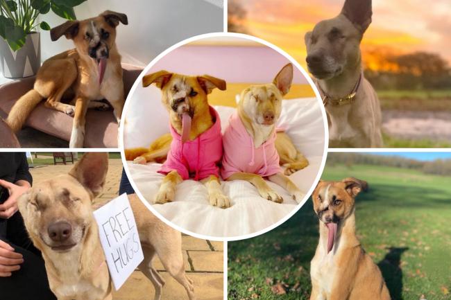 Meglőtt és bántalmazott mentett kutyák találtak boldog új otthont Angliában