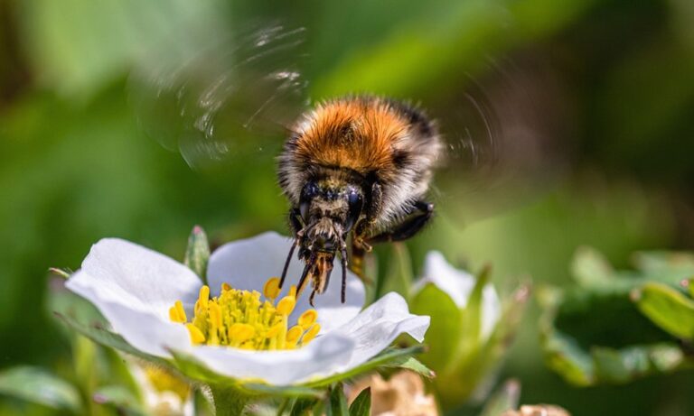 Méhecskebarát virágoskertet nyerhetnek az ovik, segítve a világ legfontosabb élőlényeinek munkáját