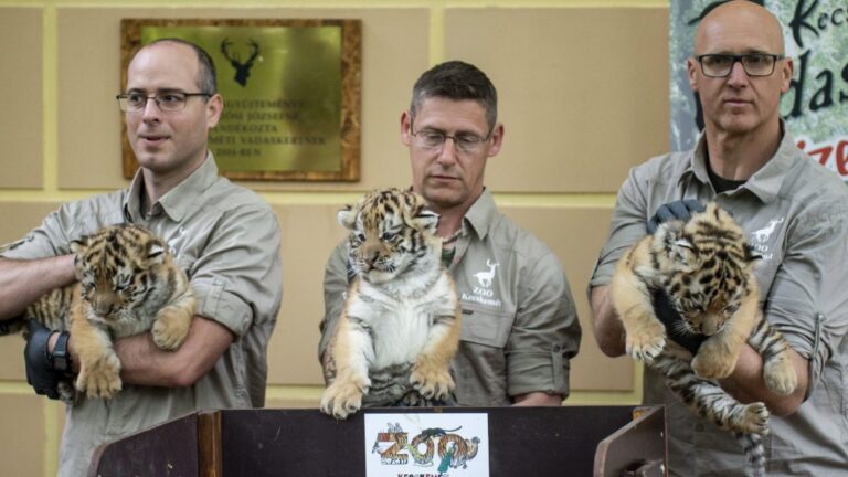 Bemutatták a Kecskeméti Vadaskert tigriskölykeit