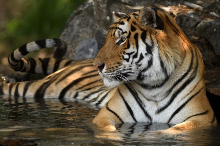 Húsz éve keresett orvvadászt tartóztattak le 70 bengáli tigris megöléséért