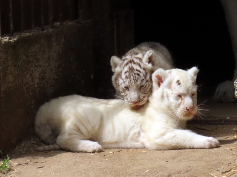 Fehér tigrisek születtek Felsőlajoson