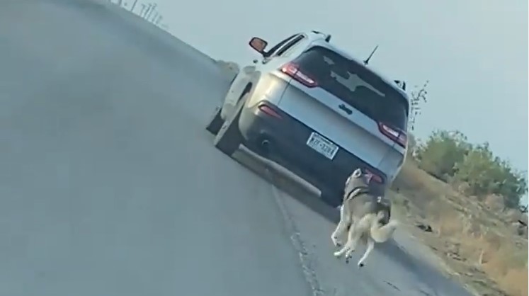 Kirakta az út szélén a megunt kutyáját, szívszaggató ahogy rohant az autó után – VIDEÓVAL