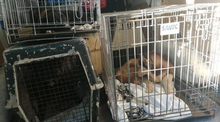 53 kutyát menekítettek ki egy borzalmas állapotú szaporítótelepről