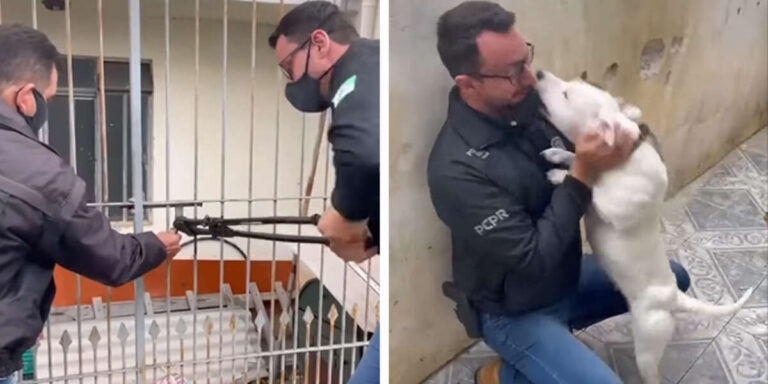 Ilyen boldog egy elhanyagolt kutya, amikor kiszabadítják – VIDEÓ