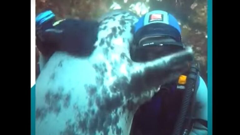 Ölelkezve barátkozott a tenger mélyén a fóka és a búvár – VIDEÓVAL
