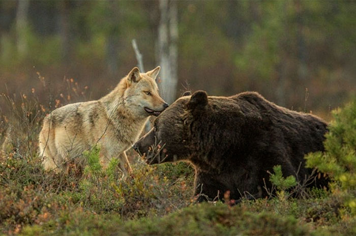 Farkas és medve szokatlan barátságát kapta lencsevégre egy fotós