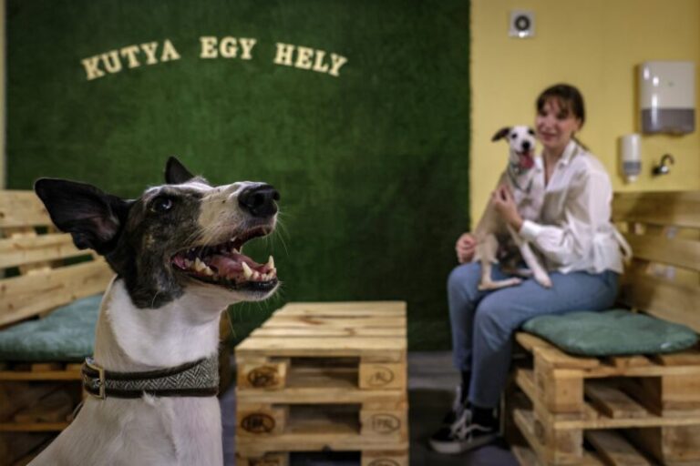 Megnyílt Budapesten az első kutyabarát kávézó és bár