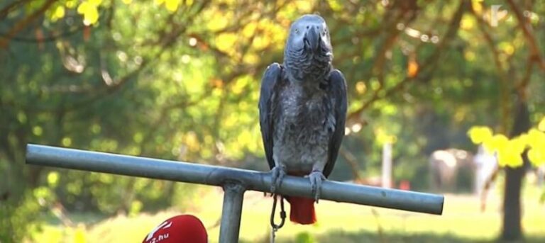 Feladta magát a rendőrségnek a szökött papagáj – VIDEÓVAL