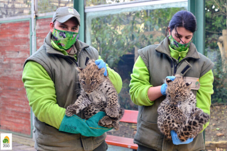 Kisfilmen láthatjuk az újonnan elnevezett perzsa leopárdkölyköket