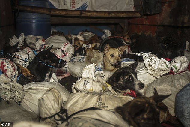 53 kutyát mentettek meg a biztos haláltól, egy illegális mészárszékre tartottak velük