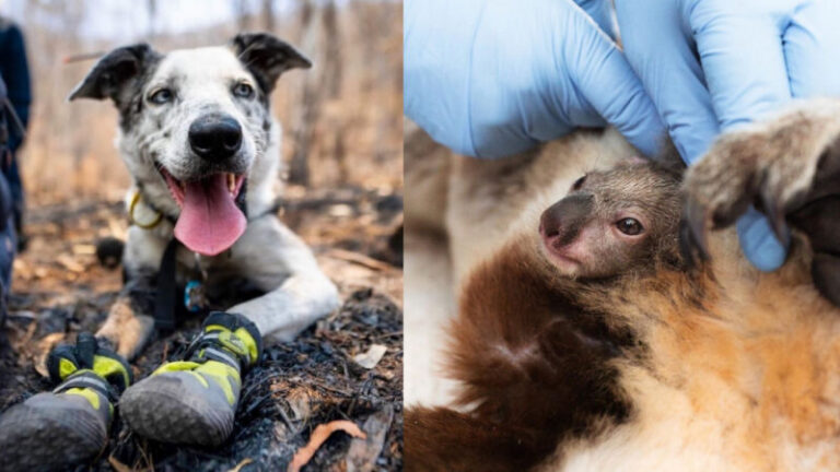 Bear, a kutya, aki több mint száz koalát mentett ki az ausztráliai bozóttüzekből