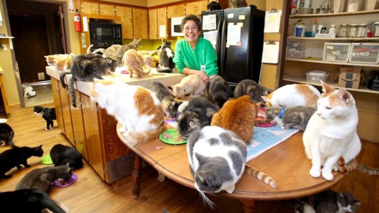 Ő az a nő, aki 1000 macskával osztja meg az otthonát – VIDEÓVAL