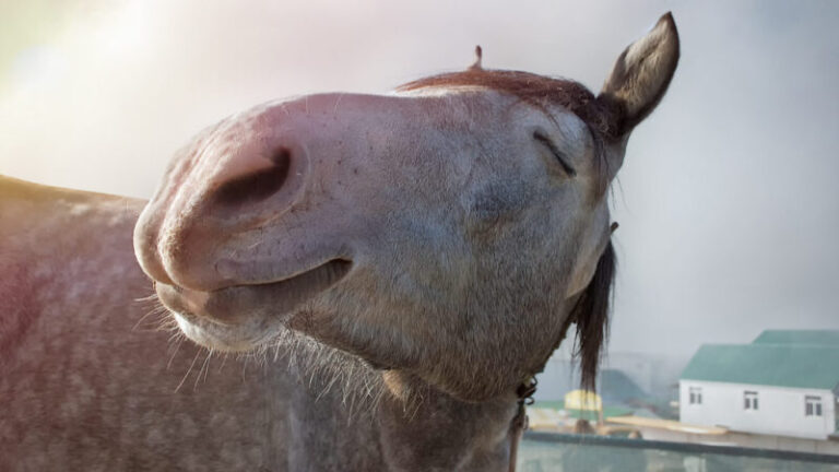 Vicces hangot adnak ki a lovak, ha boldogok – VIDEÓVAL