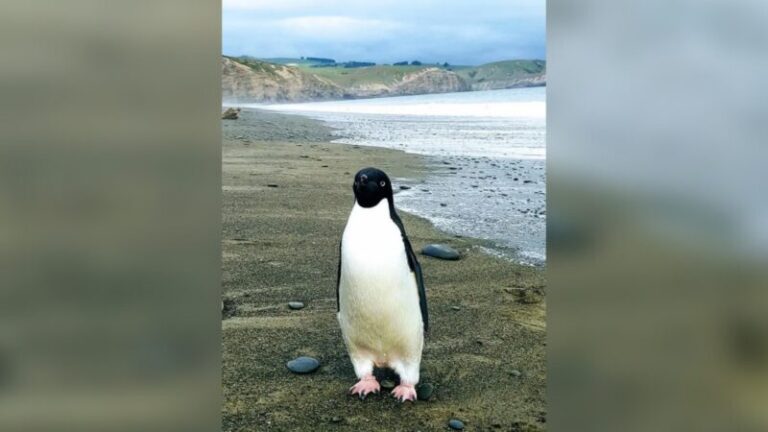 Egy házaspár mentette meg az antarktiszi pingvint, aki Új-Zélandra evickélt