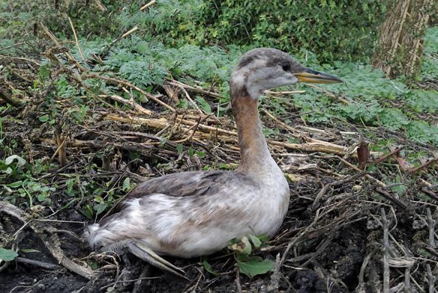 Eltévedt, fokozottan védett madarat engedtek szabadon a Pellérdi-halastavaknál
