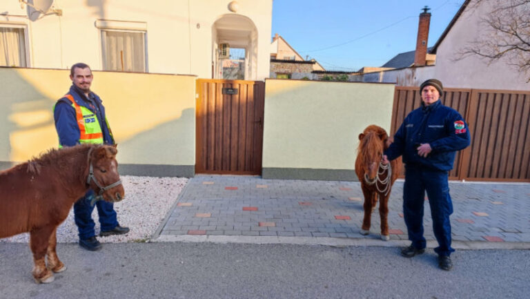Szabadnapos tűzoltó fogta be az eltévedt lovakat Mohácson