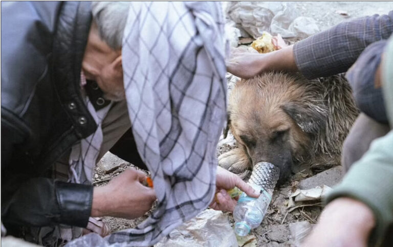 Heroint adnak a kóbor kutyáknak az afgán hajléktalanok, hogy mindig visszatérjenek és melegítsék őket