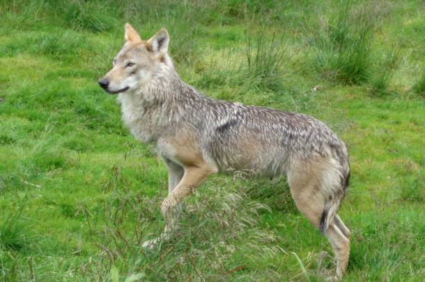 Nincs tovább: kihaltnak nyilvánították a norvégiai farkast