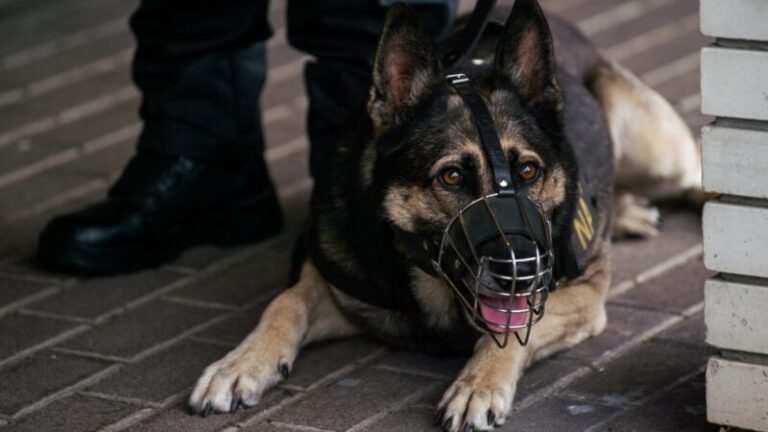 Kutyakiválasztást tart a rendőrség – ezt kell tudniuk a jelentkezőknek