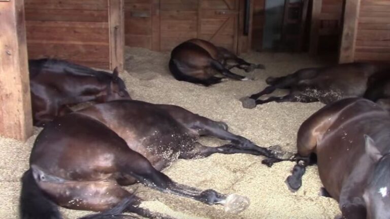 Íme a bizonyíték, hogy a lovak is tudnak fekve aludni – VIDEÓVAL