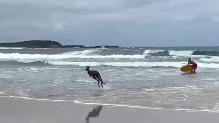 Elképesztő állatmentés: a 17 éves vízimentő segített a bajba jutott kengurun – VIDEÓ