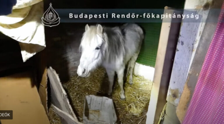 Borzalmas állatkínzások sorozata: több elhullott állatot is találtak egy csepeli udvaron a rendőrök – VIDEÓ