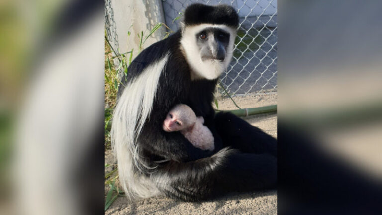 Apró majombaba jött a világra a Pécsi Állatkertben