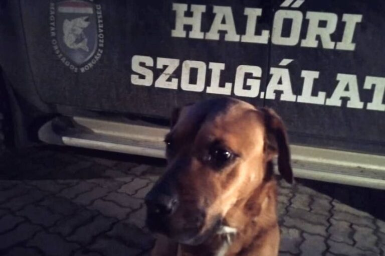 Önkéntes halőrök mentettek meg 5 kutyát a szilveszteri időszakban