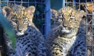 Önfeledten játszanak, szaladgálnak a Fővárosi Állatkert leopárdkölykei – VIDEÓ