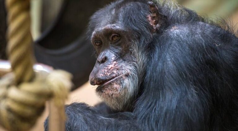 Elpusztult Jonny Európa legöregebb hím csimpánza