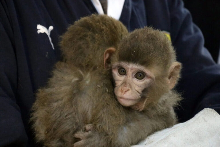 A kísérletben résztvevő majmok kétharmada meghalt, állatvédők panaszt nyújtottak be