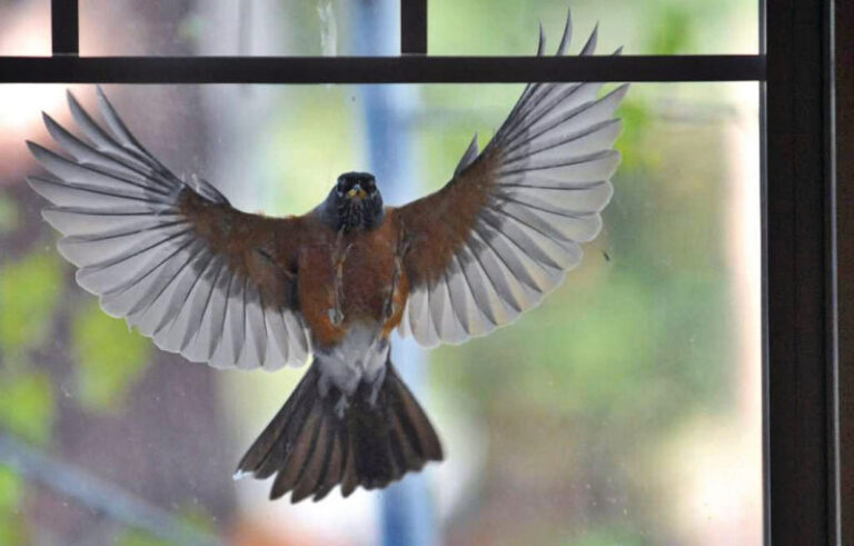 A saját tükörképüket támadó madarak védelmére hívják fel a figyelmet a természetvédők