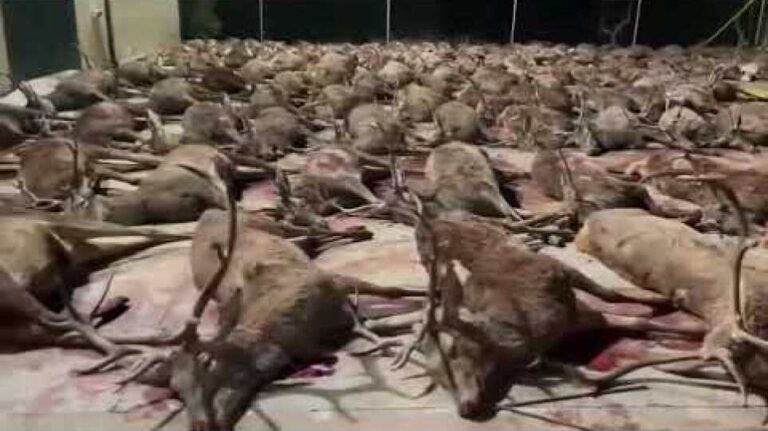 Fejenként 350 ezerért hetven vadász lőtte egyszerre a szarvasokat – VIDEÓVAL