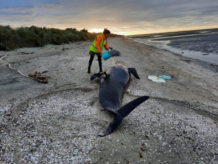 Több mint harminc delfin pusztult el Új-Zéland Déli-szigetének partjainál