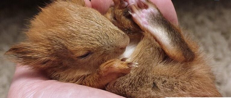 A Mályi Madármentő Állomás munkatársai küzdenek a legyengült mókuska életéért