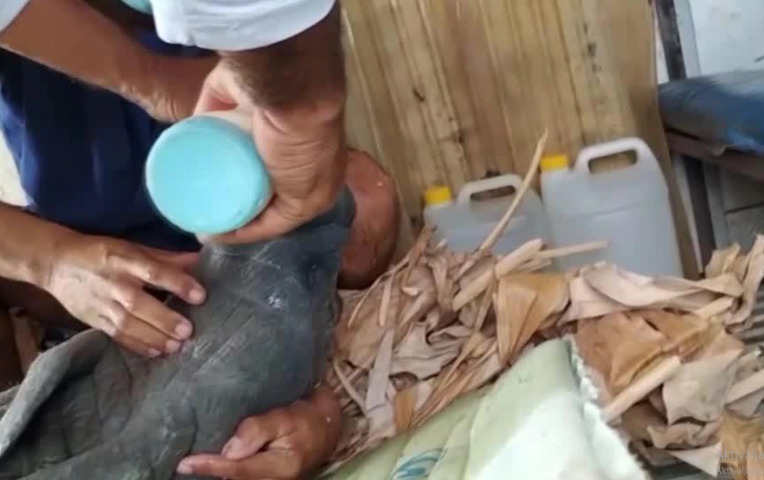 Tehén- és kecsketejjel tápláltak kubai halászok egy megmentett tengeritehén bébit – VIDEÓVAL