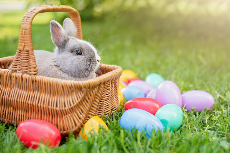 Az élő állat nem játék – ne vásárolj nyuszit húsvétkor! – VIDEÓVAL