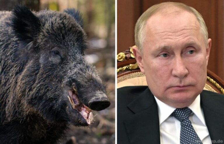 Nevet kellett váltania: átnevezték Putyint, a vadkant egy németországi vadasparkban