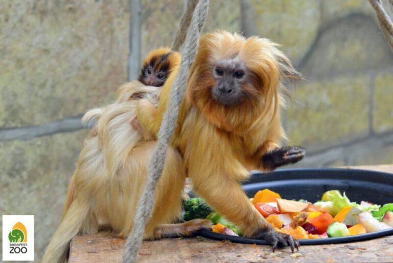Gyermekáldás volt a Fővárosi Állatkert Pálamházában lakó majmainál – VIDEÓVAL