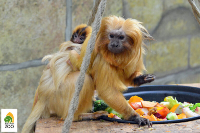 Veszélyeztetett aranyszőrű majmocskák jöttek a világra a fővárosban