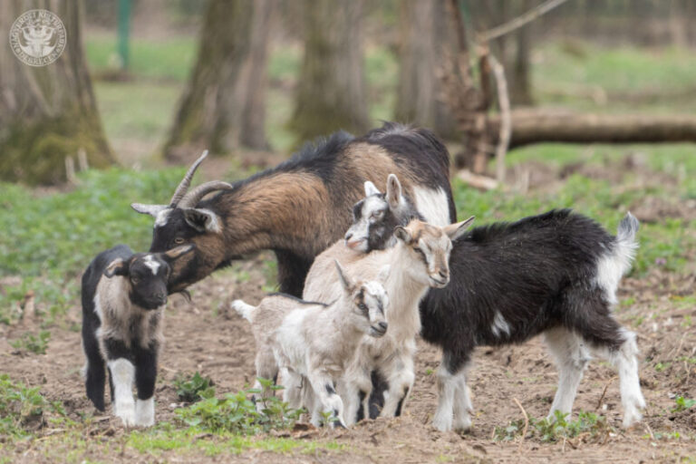 Már hét fős a kecskeovi a Debreceni Állatkertben