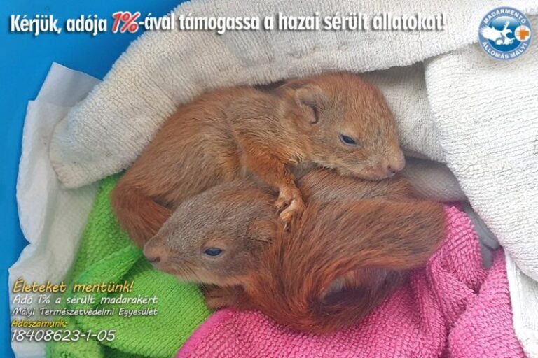 Haldokló mókusbabákat mentettek meg a Mályi Madármentő Állomáson