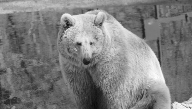 Elpusztult Masha, az Ukrajnából kimenekített cirkuszi medve