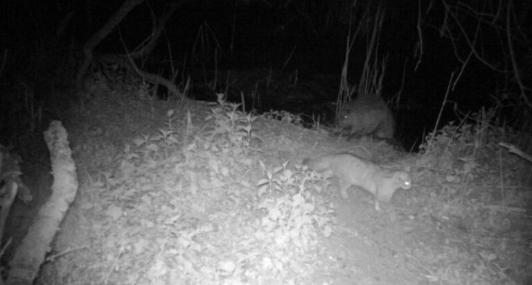 Nem mindennapi randevú: egy hód és egy vadmacska találkozását örökítették meg Zalában