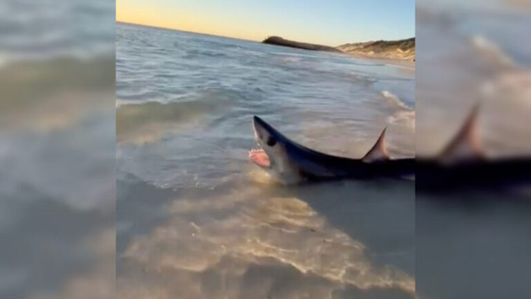 Hős strandolók mentették meg a partra sodródott cápát – VIDEÓ