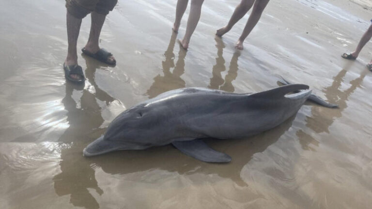 Halálra kínoztak egy delfint a strandolók Texasban